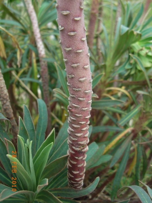 Euphorbia characias